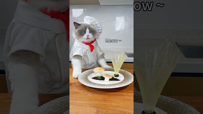 Do you miss Puff’s cooking? #thatlittlepuff #cookingcat