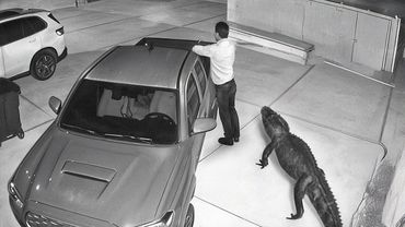 Случаи Вторжения Диких Животных в Дома Людей