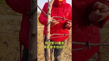 Fruit tree branch shaping machine #fruit tree branch shaping machine #fruit tree planting