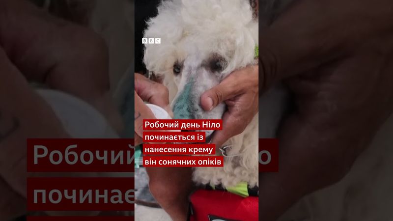 Дворічний пудель Ніло став рятувальником на пляжі на півдні Іспанії. #shorts #тварини #іспанія