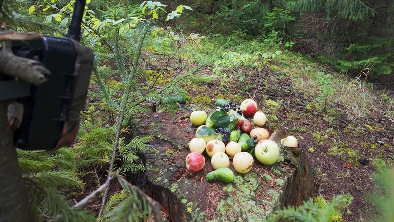 Оставил яблоки на старом ПНЕ в лесу и спрятал ФОТОЛОВУШКУ! Вот кто пришёл!