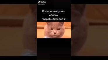 Бешенный кот долбит по клаве