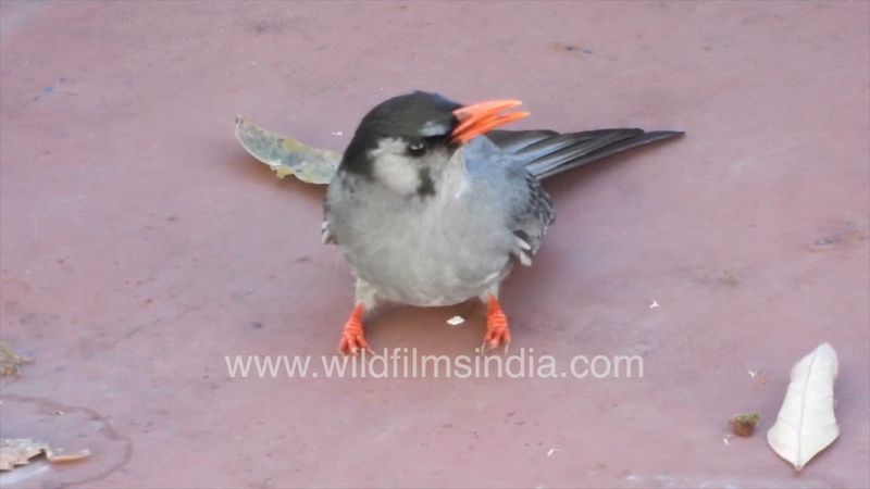 Heat bothered Black Bulbul cannot take off from ground: Over-heated, thirsty, climate change struck