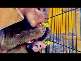 Анфиса начинает потихоньку кушать фрукты, уже и салат, и киви попадает в цепкие ручки малышки)))