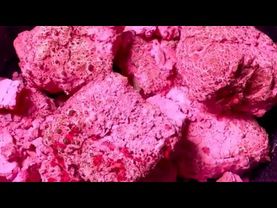 Hot Pink Pasted Freshies 💕