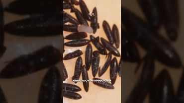 Как рожают комары?