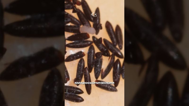 Как рожают комары?