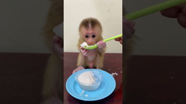 Adorable Newborn Baby Monkey in home...