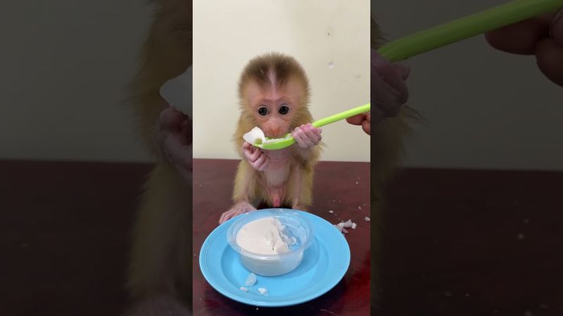 Adorable Newborn Baby Monkey in home...