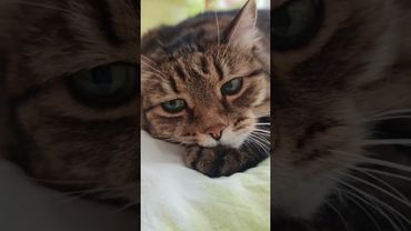 Пришла любовь 😻💔🙀🤣#cat #кот #юмор #котушка #приколы #цитаты #смех