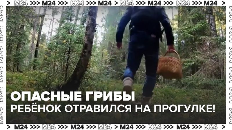 Опасные грибы в Подмосковье: ребёнок отравился на прогулке!