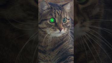 Отчитывают 🙀🤔😉🤣 #cat #кот #юмор #приколы #цитаты #котушка #смех