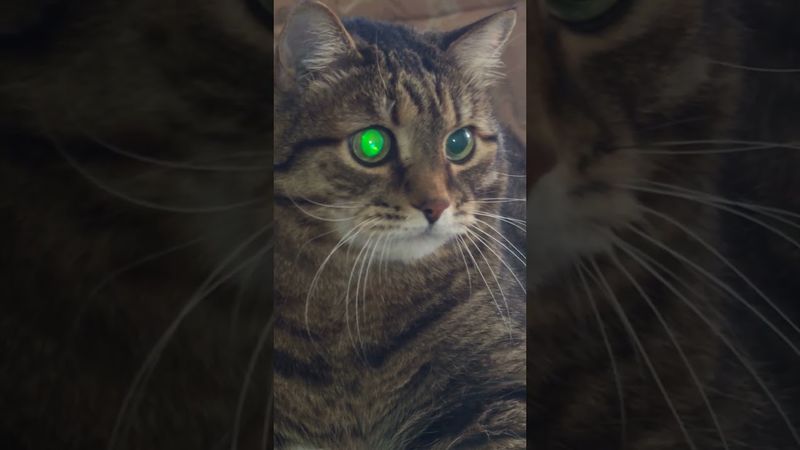 Отчитывают 🙀🤔😉🤣 #cat #кот #юмор #приколы #цитаты #котушка #смех