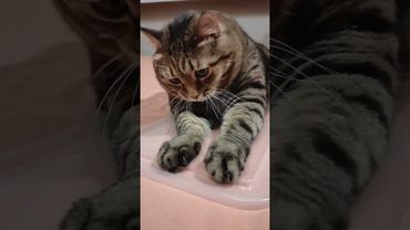 СпокиНоки 🥱😺😻🤣 #cat #кот #юмор #котушка #приколы #oldies #music