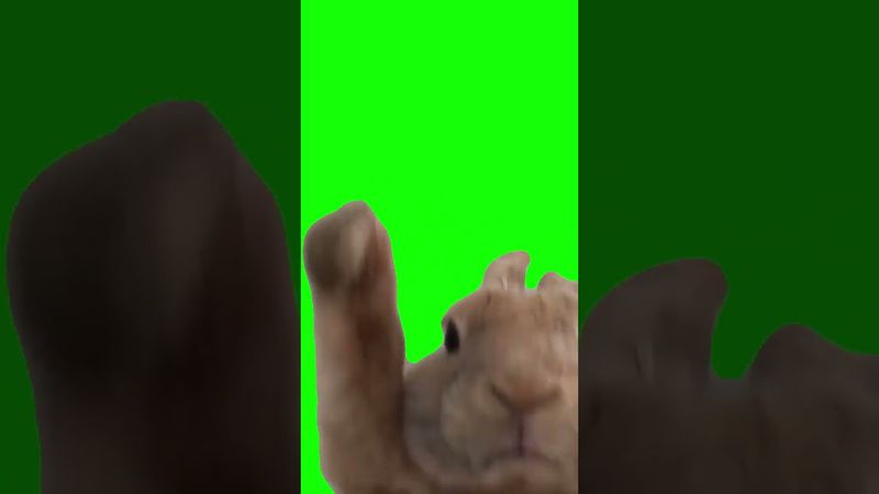 Танцующий кролик (хромакей) / Dancing rabbit (Chromakey) | Shorts