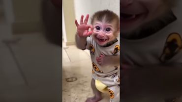 monkey 🐒👌👌 cute smile 🐵🐵#shots # monkey