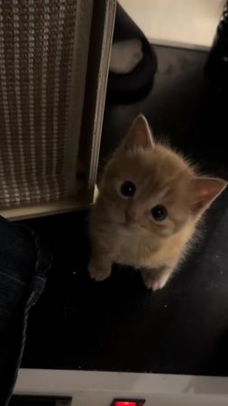 So cute #cutecat #pet #kucing #kitty #funny 