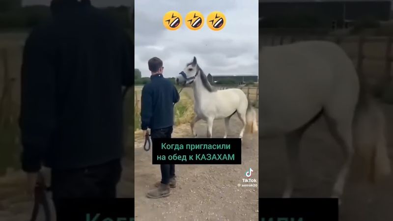 на обед к казахам. #юмор