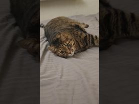 Обмануть мозг 🙀🤔😉🤣 #cat #кот #юмор #котушка #приколы #цитаты #смех