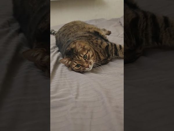 Обмануть мозг 🙀🤔😉🤣 #cat #кот #юмор #котушка #приколы #цитаты #смех