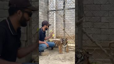 Episode 823: Naughty little dangerous tiger 😂😩🐯