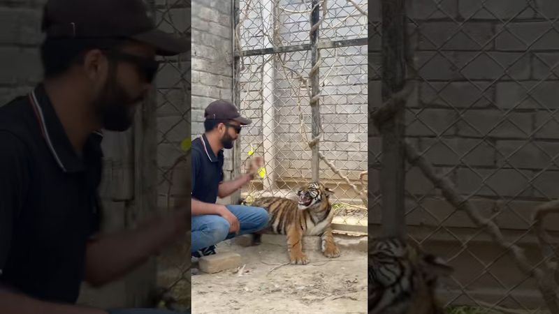 Episode 823: Naughty little dangerous tiger 😂😩🐯