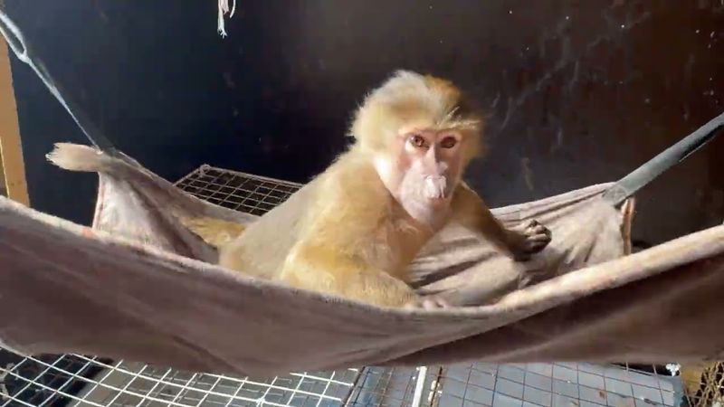 Люська нашла ключик к сердцу мамы Лиды, Анфисочка активничает, а Маня со Степой СКАЧУТ как кони)))