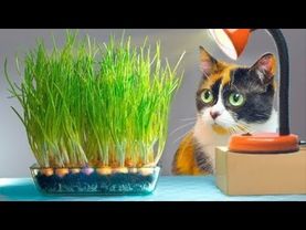 CRESCEMOS CEBOLAS VERDES NA MESA!