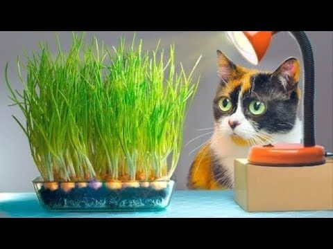 CRESCEMOS CEBOLAS VERDES NA MESA!