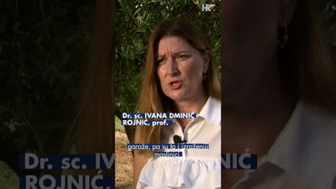 Maslinici pod nadzorom, pojavila se azijska stjenica