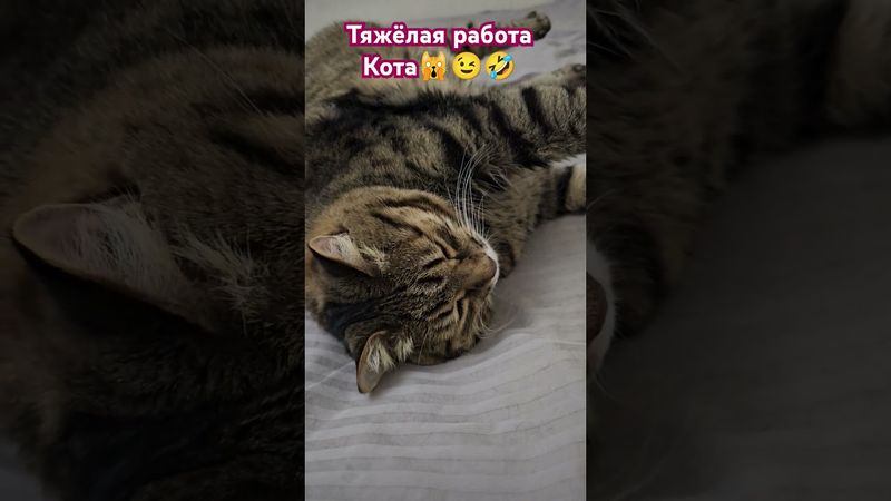 Спать - работа кота 🙀😉😻🤣 #cat #кот #юмор #котушка #приколы #цитаты #кино