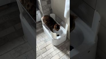 🌁 КОШКА ДОВОЛЬНА! Автоматический кошачий туалет #домашниеживотные