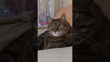 Джилудок 🙀🤔😉🤣 #cat #кот #юмор #котушка #приколы #цитаты #шортс