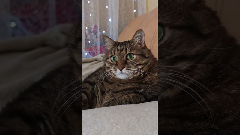 Джилудок 🙀🤔😉🤣 #cat #кот #юмор #котушка #приколы #цитаты #шортс