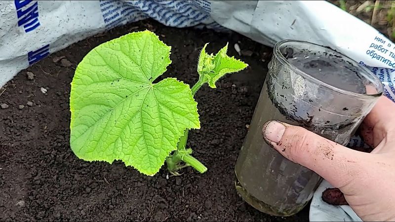 Даже слабые ОГУРЦЫ вмиг пойдут в рост и не будут болеть, натуральные подкормки от бабушки