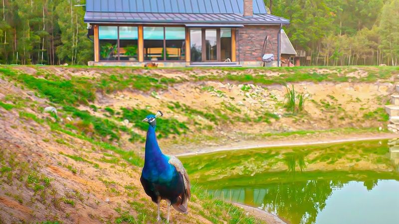 Дом купили под снос, но реанимируем его. Тёща радует украинскими блюдами. Тесть к рыбалке готов.