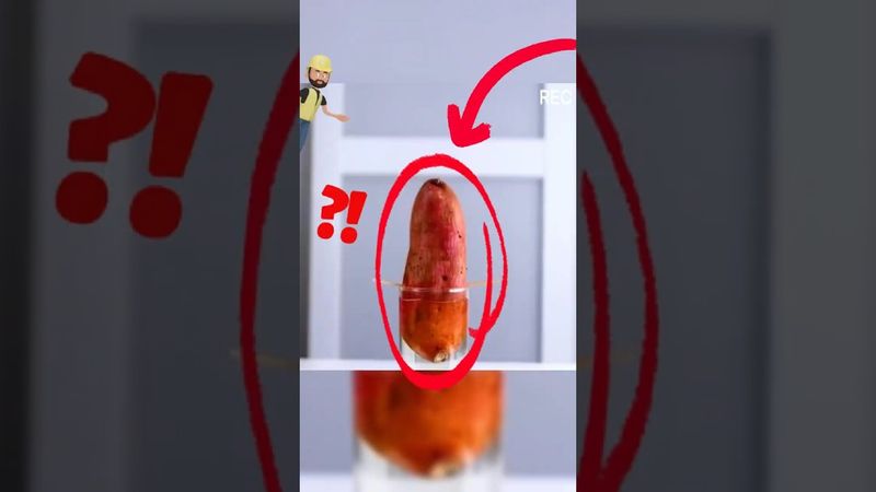 Astuce de génie : 9 méthodes faciles pour faire repousser tes légumes chez toi !