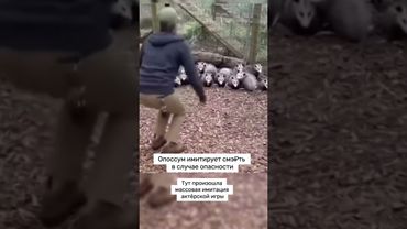 Опоссумы ч2 #юмор #милота #мило #опоссум #животные #смешно #смех #shortvideo #shorts #short #video