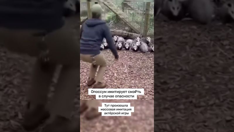 Опоссумы ч2 #юмор #милота #мило #опоссум #животные #смешно #смех #shortvideo #shorts #short #video