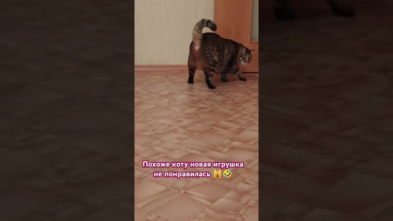 Японский театр 🙀🤔😉🤣 #cat #кот #юмор #котушка #приколы #цитаты #мемы