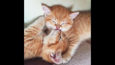 😺 Super funny videos with cats and kittens! 🐈 New compilation of funny videos! 😸