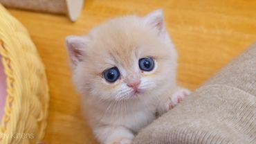 Playful little kittens and the ever-hungry Caramel  😄🥰