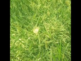 Вот так плавает гребешок в море в случае опасности