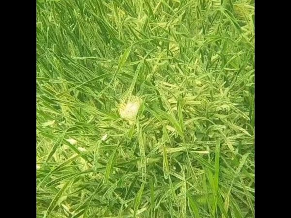 Вот так плавает гребешок в море в случае опасности