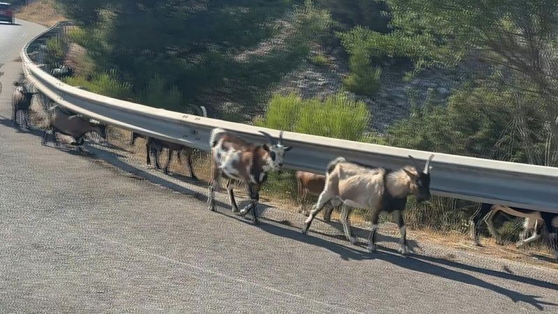 You've goat to be kidding: Stray goats run riot near Marseille | AFP