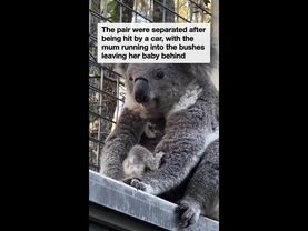 Baby koala reunited with mum after car accident