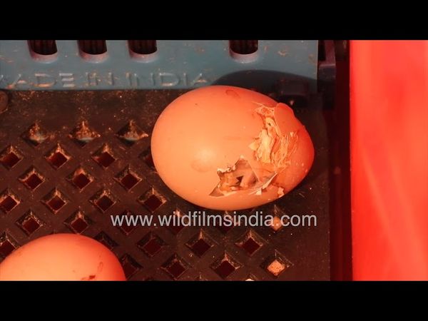 Pheasant chick emerges from egg inside incubator, pipping out of its egg using egg beak, cheeping