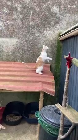 #cat #cute #catvideo #cutcat #funny #pet #funnyvideo #kitty #foryou  ...
