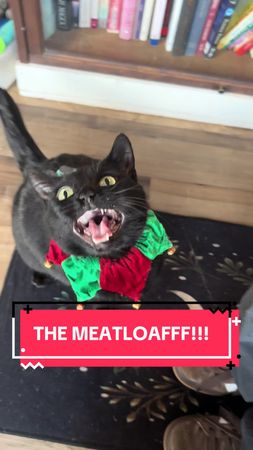 When the shop cats are demanding 5th breakfast but they’re on a diet ...