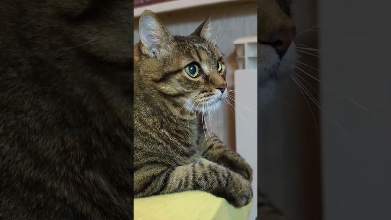 Изъян 🏎️🙀🤔🤣 #cat #кот #котушка #приколы #юмор #цитаты #топ #смех